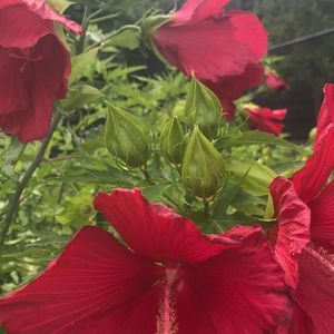 Meet your Posher, Ally